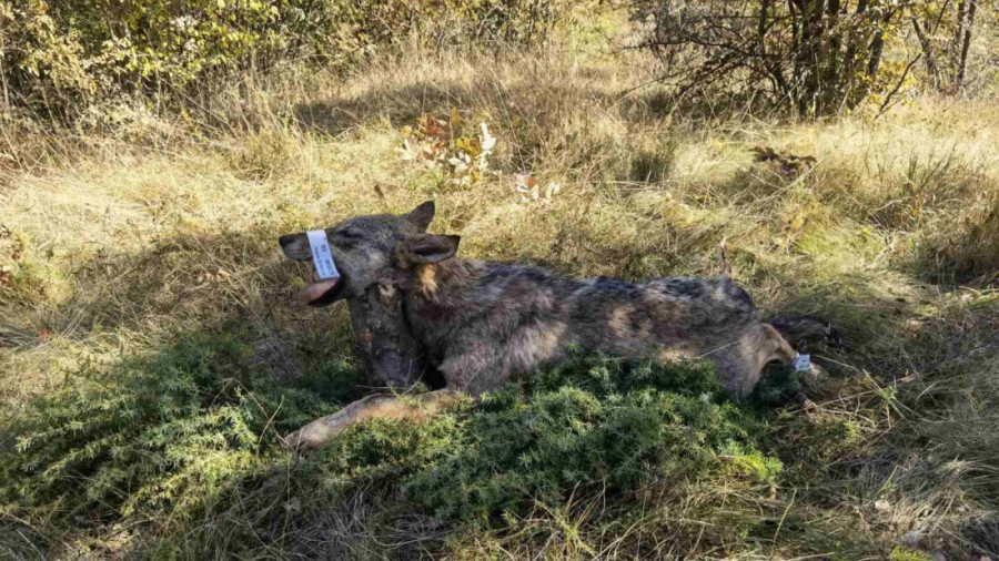 Oči u oči sa predatorom: Iskusni lovac Miroslav uspeo da ustreli vučicu koja mu je prišla na 10 metara! (FOTO)