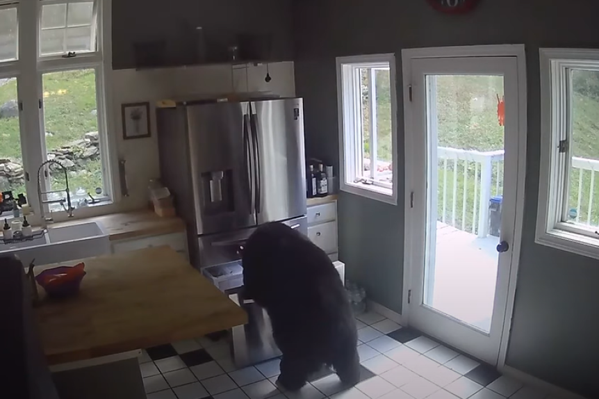 Medved upao u kuću, pa se počastio lazanjama! (VIDEO)