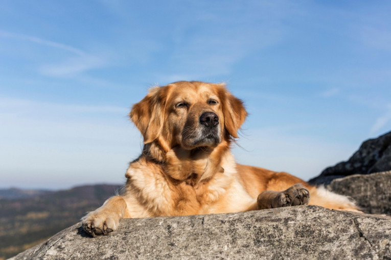 Pet idealnih malih pasa za stan: Komšije vam nikada neće biti problem