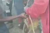Pijani muškarci sipali pitonu pivo u usta: Policija traga za bandom čiji je potez usmrtio zmiju (VIDEO)