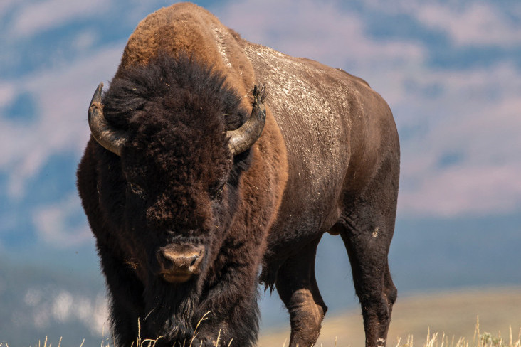 U Kanadi ne dirajte guske, u Danskoj izbegavajte čavrljanje u busu: Lokalci mole turiste da ne rade ove stvari