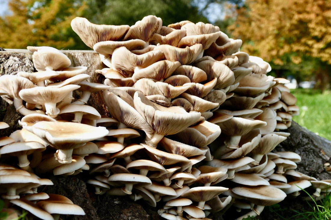 Dobra vest za poljoprivrednike! Zima pravi haos, ali sneg obećava odlične prinose