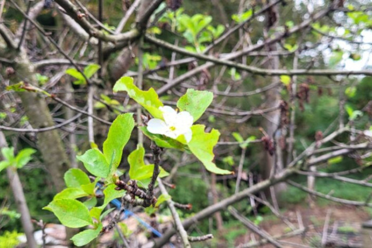 Priroda iznenadila Šumadince: U kragujevačkom selu procvetala trešnja u oktobru - da li nas očekuje ledena zima?