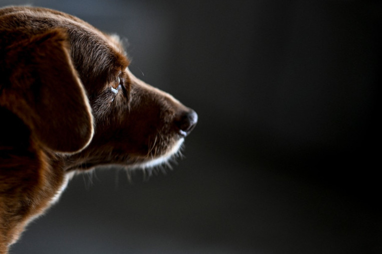Tužne vesti: Uginuo Bobi, najstariji pas na svetu - način na koji je preživeo na rođenju odredio je da bude poseban