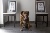 Bobiju oduzeli titulu najstarijeg psa na svetu jer se sumnja na prevaru