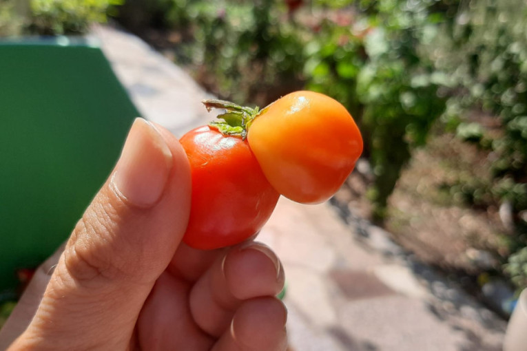 Ovo se retko viđa: Đorđe pronašao nesvakidašnji plod paprika (FOTO)