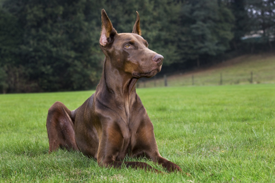 Moćni su i važe za najopasnije pse, a njihova odanost je bez premca: Pouzdani zaštitnici, bez zadrške staju između vas i pretnje