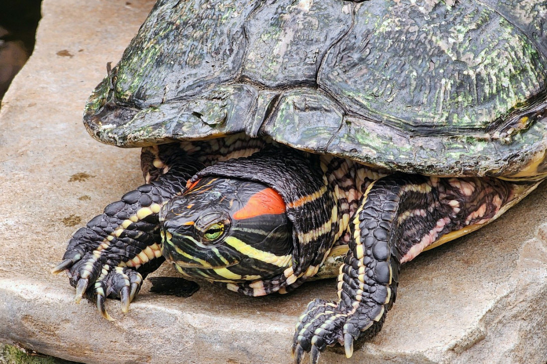 Od sove do krave: Svete životinje kojima se klanjaju ljudi širom sveta kriju mnoge tajne