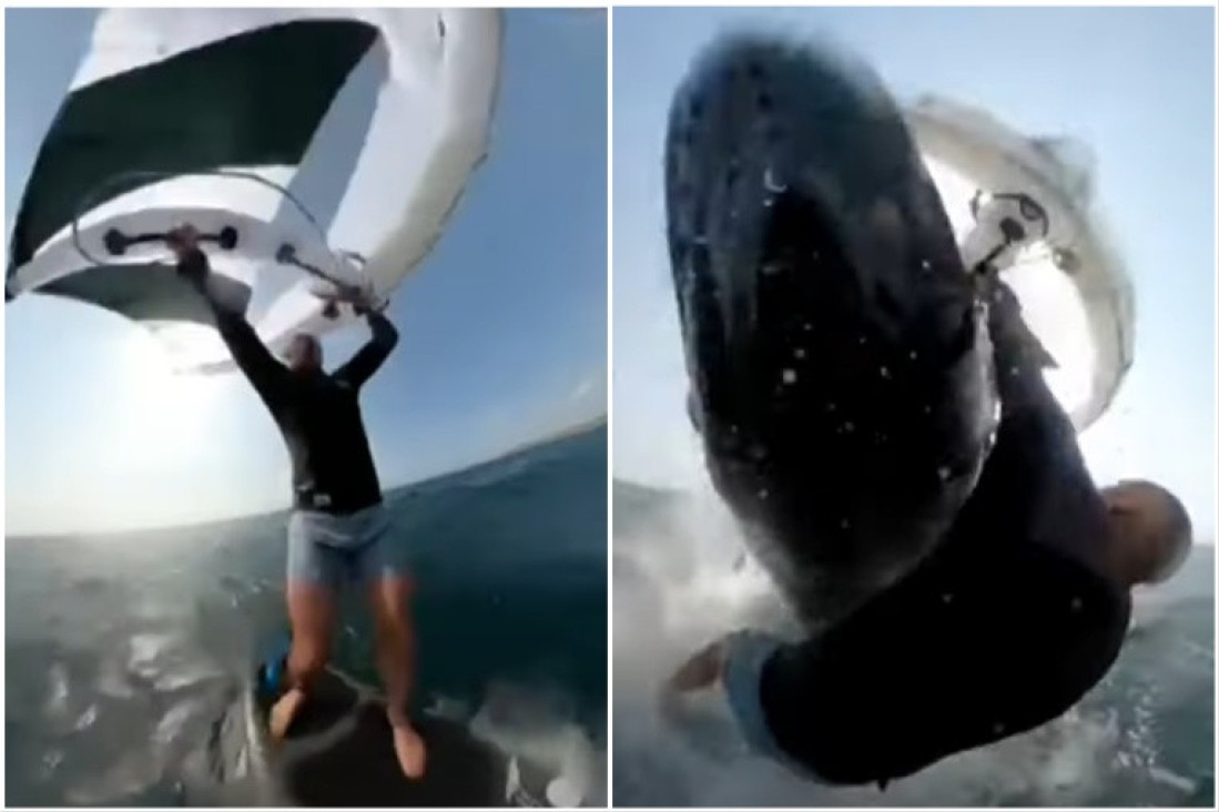 Kit izronio iz vode i udario surfera: Kamera snimila neobičan susret (VIDEO)