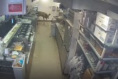 Jelen uskočio u restoran kroz prozor: Gosti počeli da beže, on se prošetao kuhinjom (VIDEO)