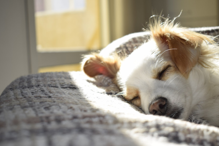 Evo šta vlasnici treba da znaju: Da li je u redu ostaviti psa samog tokom celog dana?