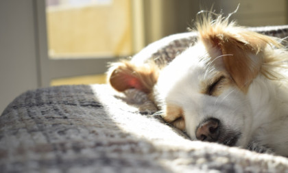 Evo šta vlasnici treba da znaju: Da li je u redu ostaviti psa samog tokom celog dana?