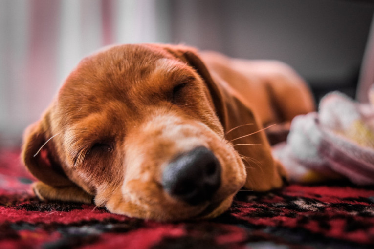 Buji, paji: Šta znači ukoliko vaš pas spava po ceo dan i koliko je to alarmantno stanje