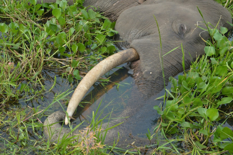 Posle tri godine rešena misterija smrti slonova: Klimatske promene odgovorne za pokolj