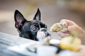 U Italiji otvoren prvi luksuzni restoran za pse: Ljubimci su oduševljeni (VIDEO)