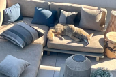 Kojot ušao u dvorište, legao na kauč i uživao na suncu: Vlasnik nije mogao da veruje (FOTO)