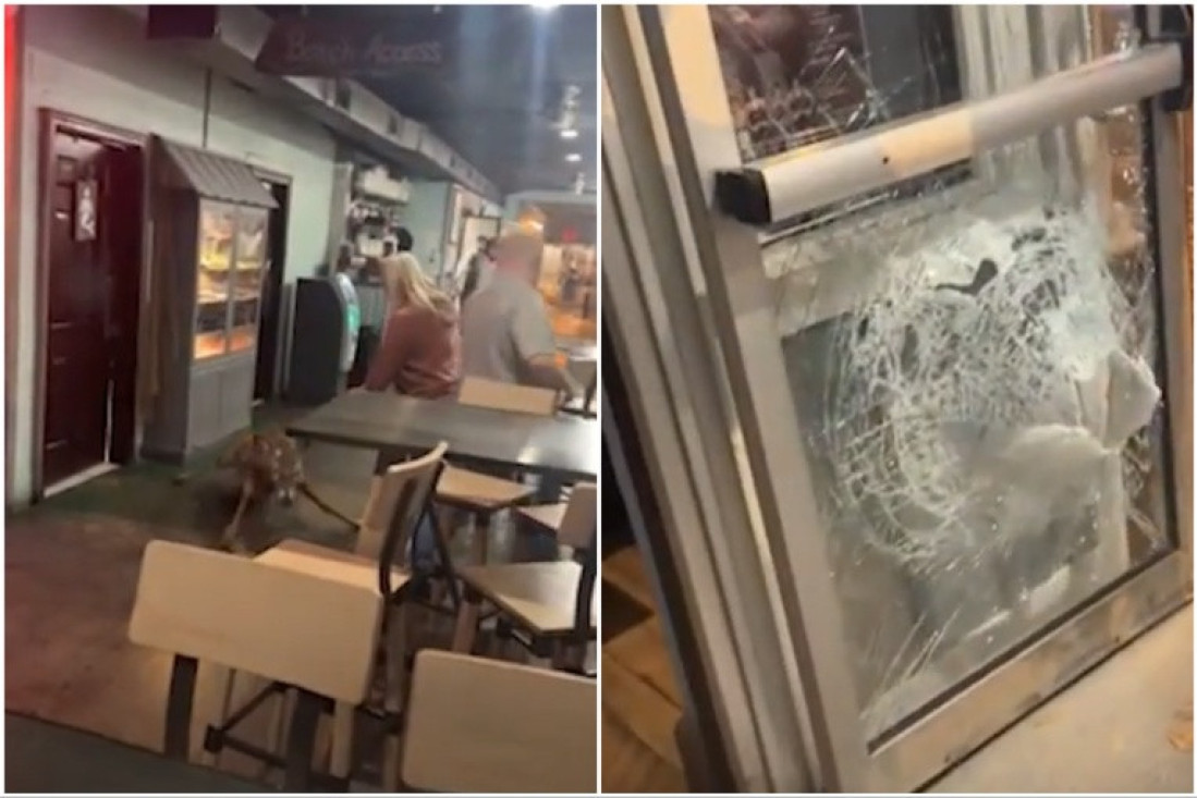 Jelen upao u riblji restoran: Razbio staklena vrata, pa pobegao (VIDEO)