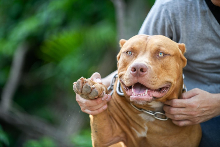 Pas koji je odneo život mnogima: Smatra se najopasnijim, a u nekim zemljama čak i zabranjen
