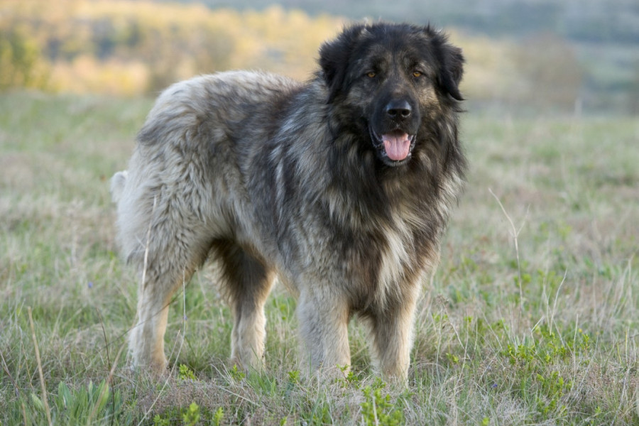 Kad ljubimac postane zver: Ko je odgovoran i kolike su kazne