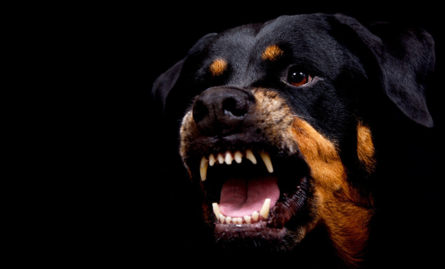 Jedna je popularna zbog Harija Potera, a zapravo je opasna: Ovo je sedam najagresivnijih rasa pasa