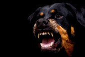 Da li su ovo najopasnije rase pasa na svetu?