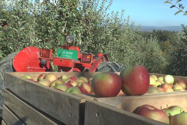 Sve više mladih ljudi nastavlja stopama svojih predaka: Matija je voćar za ponos - na porodičnom imanju uzgaja jabuku na osam hektara