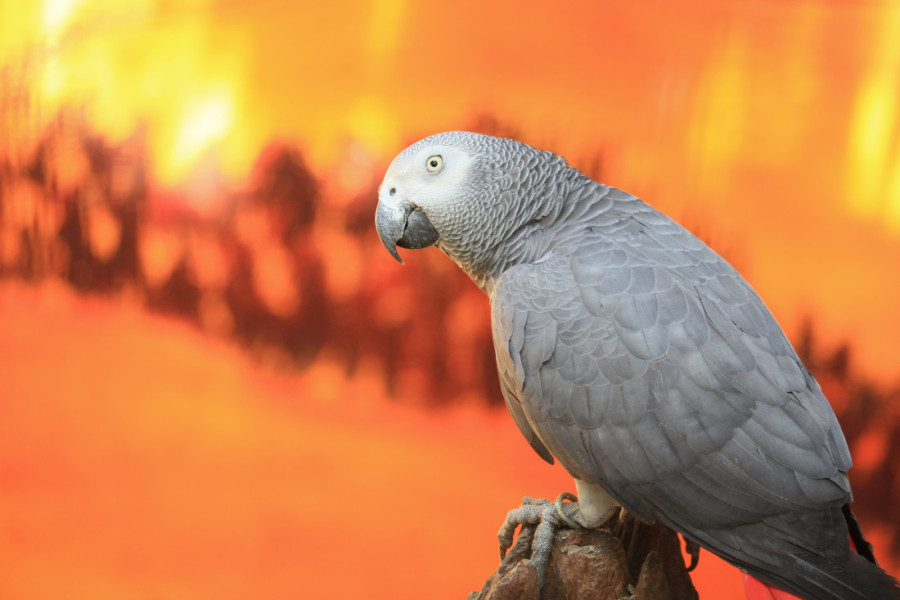 Zašto papagaji plešu? Nauka ima iznenađujuće objašnjenje (VIDEO)