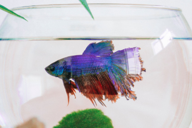 Zbog ovih stvari vam "štuca" internet: Ako imate problema sa signalom proverite da li vam je nešto od ovoga u blizini