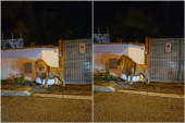 Italijani sa oružjem išli u potragu za lavom: "Kralj životinja" lutao ulicama, pa na kraju uspavan (VIDEO)