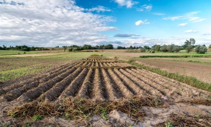 Agro trend u Srbiji: Jedna kultura potiskuje kukuruz zbog veće otpornosti na sušu!