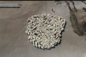 Ponovo snimljene ovce koje idu ukrug, ali ovoga puta se ipak nešto promenilo (VIDEO)