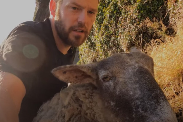 Spasena Fiona, najusamljenija ovca na svetu: Godinama sama opstajala na ivici litice (VIDEO)