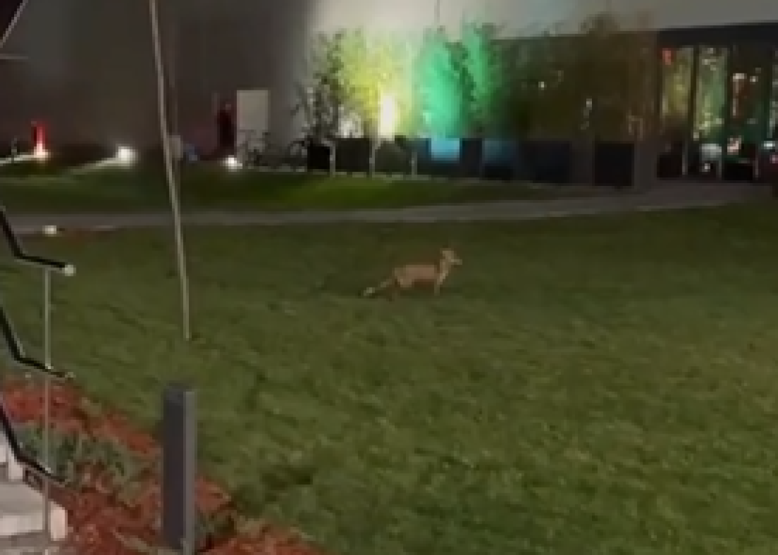 Srbiji iz komšiluka preti bolest koja kod nas nije registrovana već 18 godina! Najčešće je prenose lisice, ali dobijaju je i kućni ljubimci!