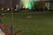 Lisica "svratila" ispred šoping centra u Novom Sadu: Kako da se ponašate ako je sretnete? (VIDEO)
