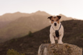 Pronađen planinar koji je nestao pre nekoliko meseci: Pored tela i dalje dežurao njegov pas