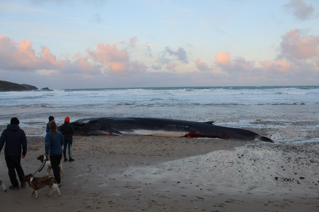 Mrtav kit dugačak 16 metara pronađen na plaži u Velikoj Britaniji! Svi imaju isto pitanje