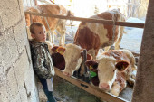 Marinkovići su domaćini za primer: Imaju veliku farmu krava, a ljubav prema selu preneli su i na svoje potomke (FOTO)