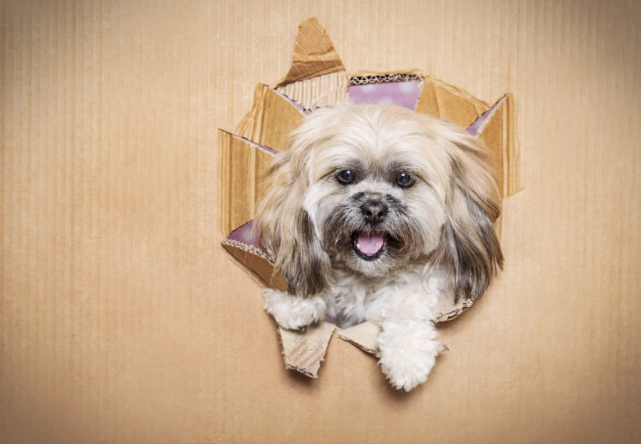 Šaptač psima Cezar Milan objašnjava: Šest uobičajenih ponašanja pasa i njihova skrivena značenja