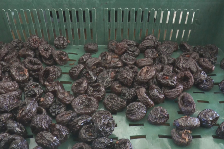 Otkupna cena šljiva nije sjajna, ali su se voćari snašli: Radomir iz Čačka ne prodaje sveže, već sušene šljive (FOTO)