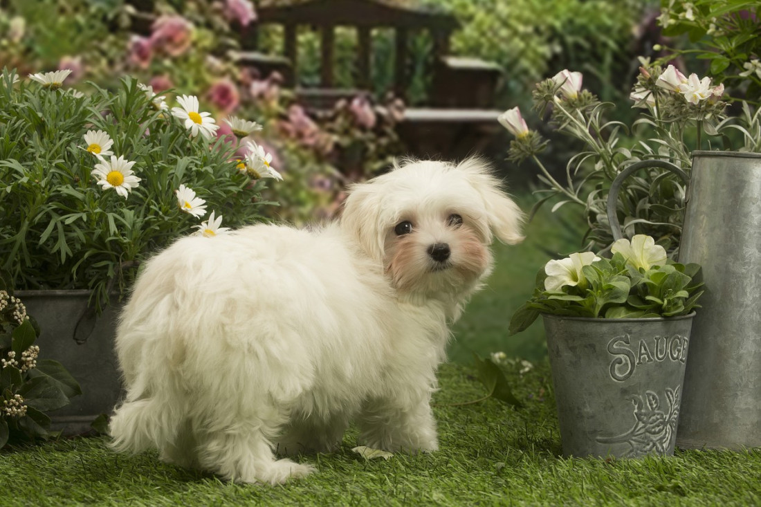 Verni pratioci puni ljubavi: TOP 4 rase pasa za starije osobe, šire sreću gde god se pojave