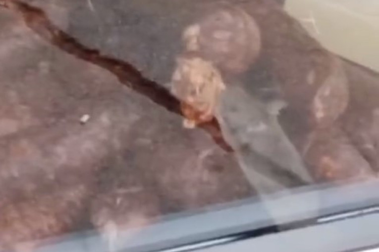 Šok u prehrambenoj prodavnici na Vidikovcu: Miš u izlogu jede suhomesnate proizvode (VIDEO)