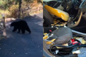 Medved upao u auto tražeći hranu, pa napravio haos kad nije mogao da izađe: Vozilo demolirano iznutra (VIDEO)