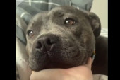 Žrtva predrasuda: Pas plače što niko ne želi da ga mazi jer izgleda opasno - onda je vlasnik došao na genijalnu ideju (VIDEO)