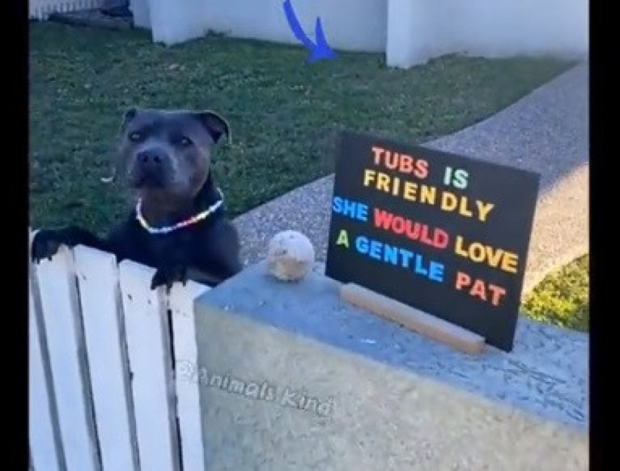 Žrtva predrasuda: Pas plače što niko ne želi da ga mazi jer izgleda opasno - onda je vlasnik došao na genijalnu ideju (VIDEO)