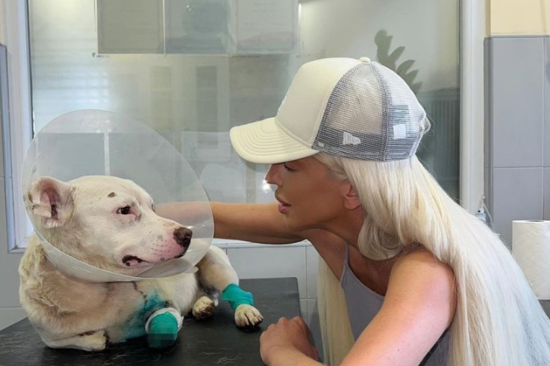 Oporavio se Karleušin pas, kome su bile amputirane šape: Jelena presrećna!