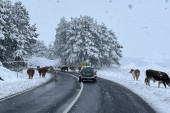 Krave blokirale saobraćaj na zlatiborskom putu: Vozači morali da čekaju jer životinje ližu so koju su putari posuli