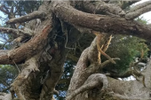 Čudo prirode: Drvo ni na nebu ni na zemlji, nikom nije jasno kako uspeva da preživi već hiljadu godina (FOTO+VIDEO)