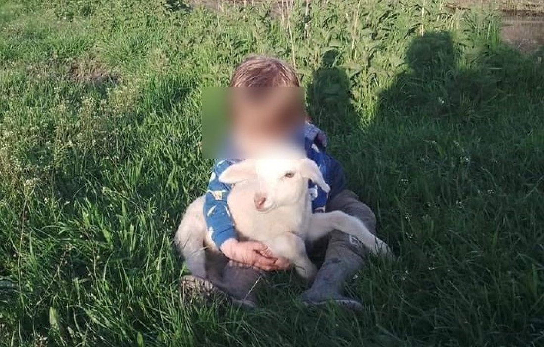 Užas! Lopov ukrao jagnje porodici i zaklao ga u blizini kuće! Othranilo ga trogodišnje dete, bilo mu je prijatelj!