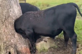 Uvek muke sa tinejdžerima: Radoznalo tele zaglavilo glavu u drvetu, farmer morao da ga spasava (VIDEO)