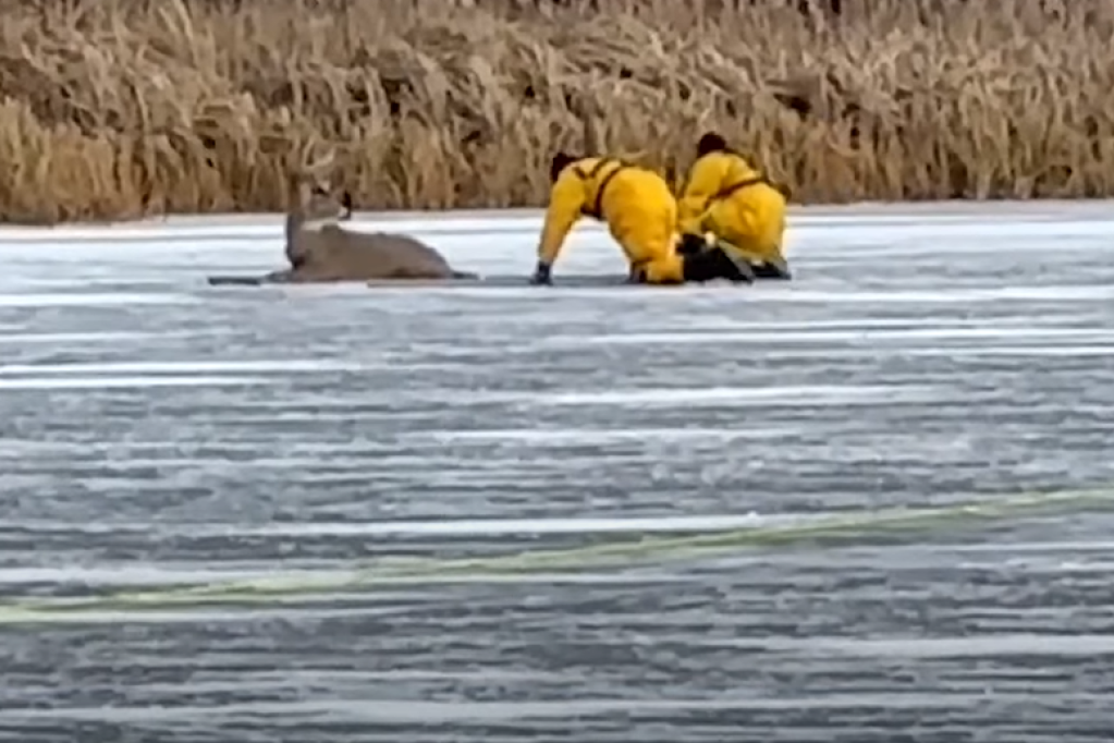 Jelen se zaglavio na zaleđenom jezeru, vatrogasci puzali do njega da mu pomognu (VIDEO)